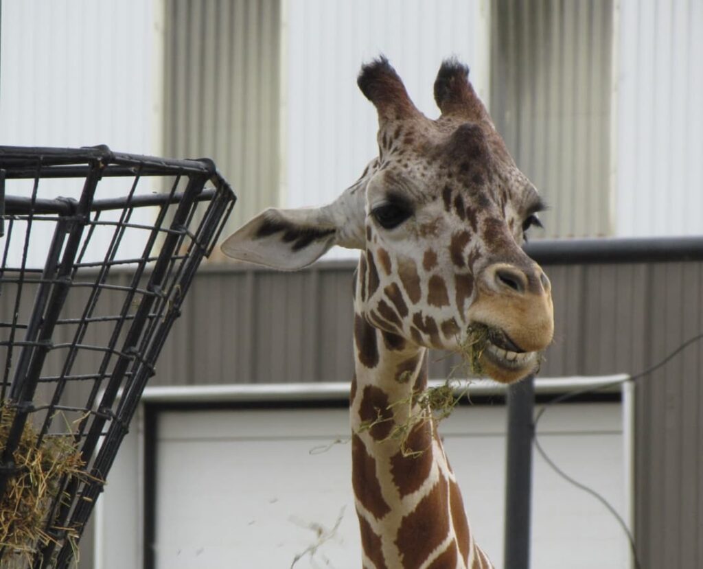 The Hidden Wonders of Rolling Hills Zoo Our Changing Lives