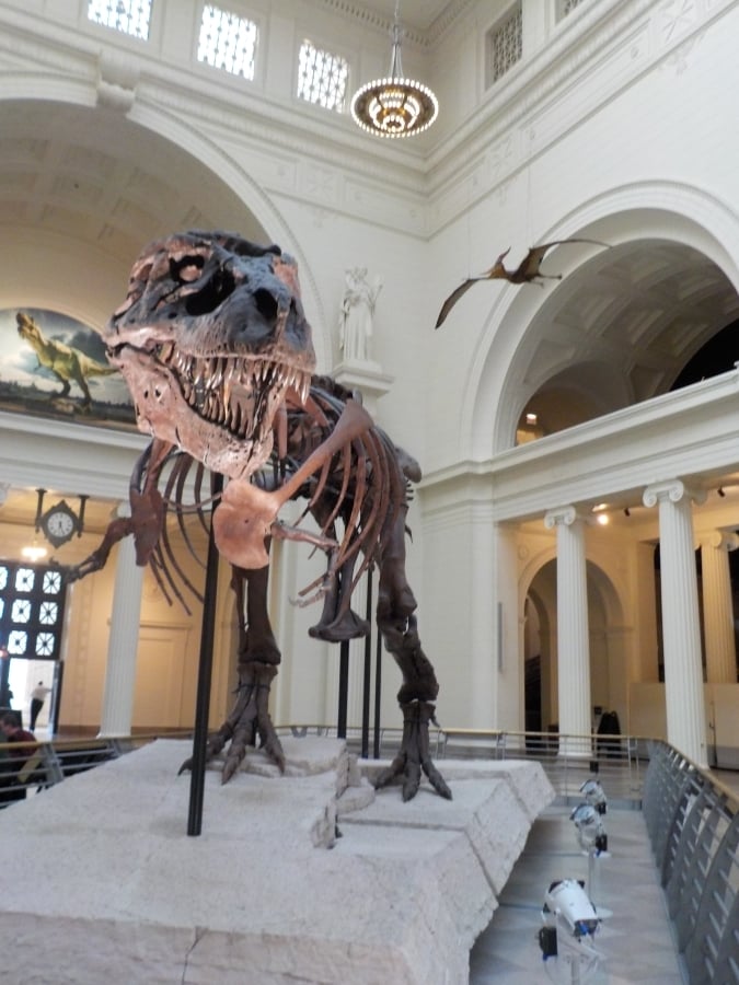 Field Museum - Chicago museums - Chicago attractions - Midwest travel - Science museums
