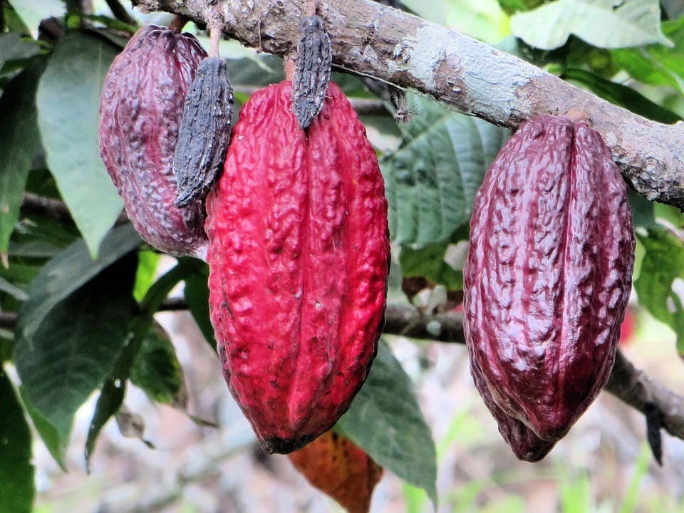 Cocoa beans on the vine.