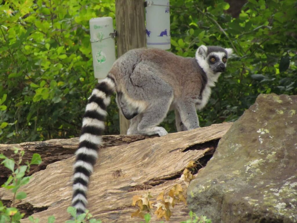 Rolling Hills Zoo - Salina Kansas - Midwest travel - zoological parks - wildlife - animatronics