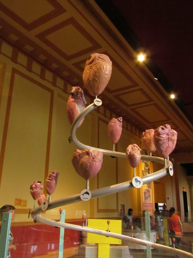 Display features models of hearts.