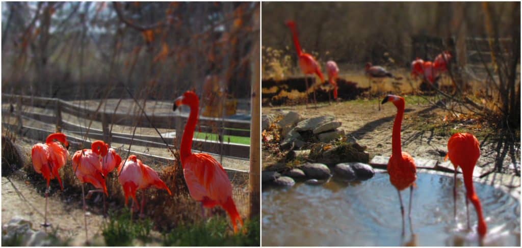 Flamingoes enjoy the sunshine on a warm winter day.
