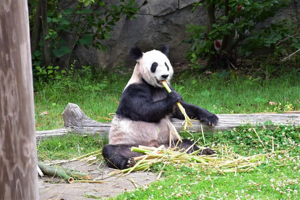 A gint panda keeps watchful eyes on the crowd at the Memphis Zoo.